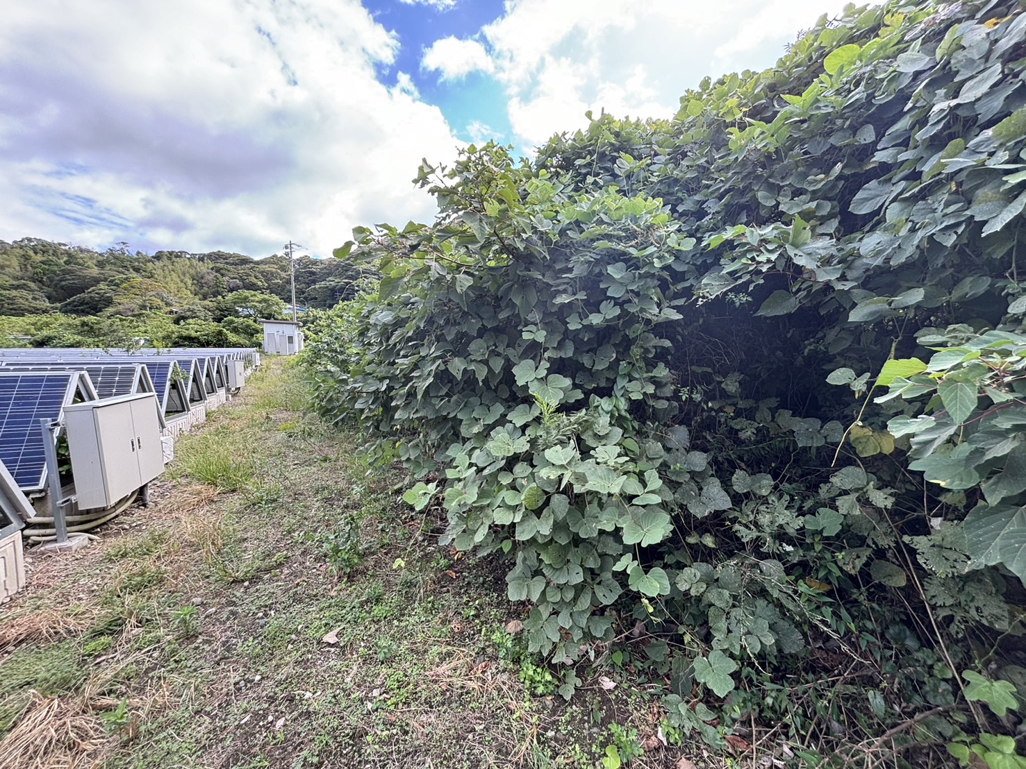 敷地内整備・除草前1