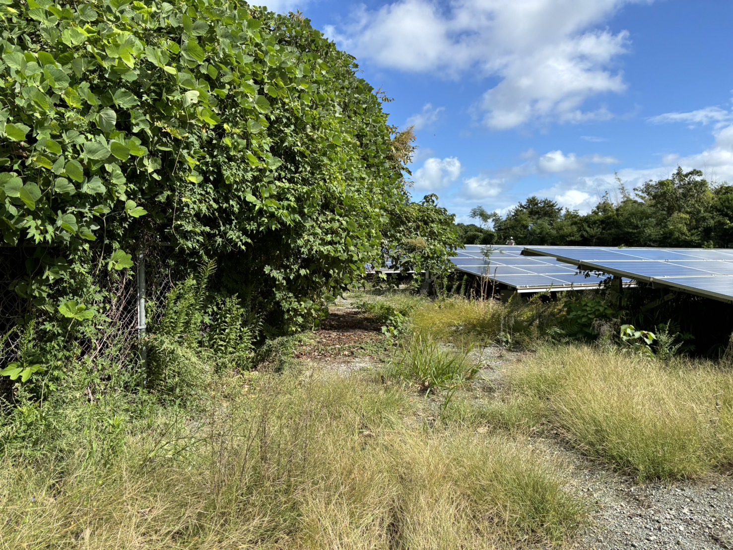 敷地内整備・除草前2