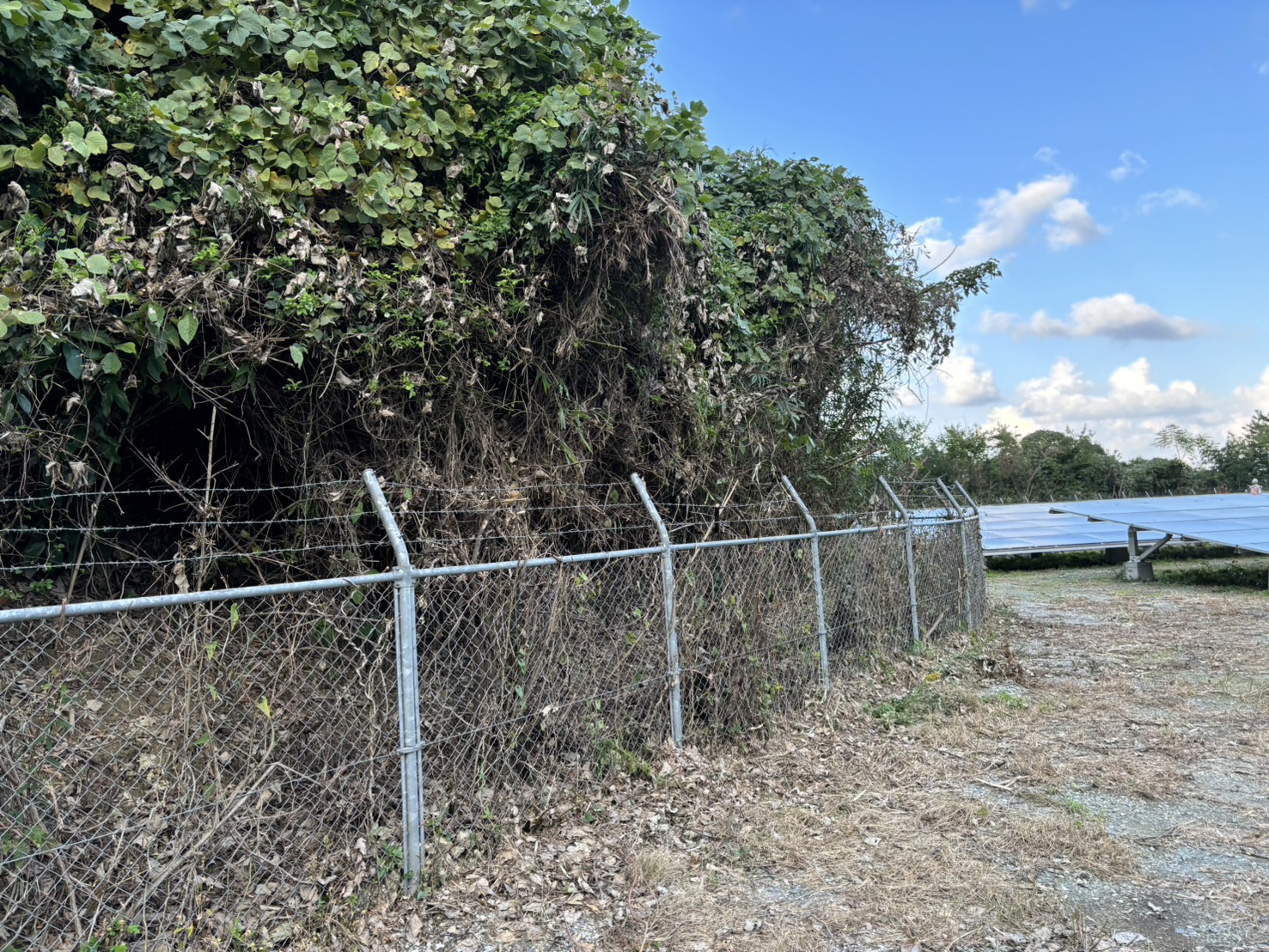 敷地内整備・除草後2