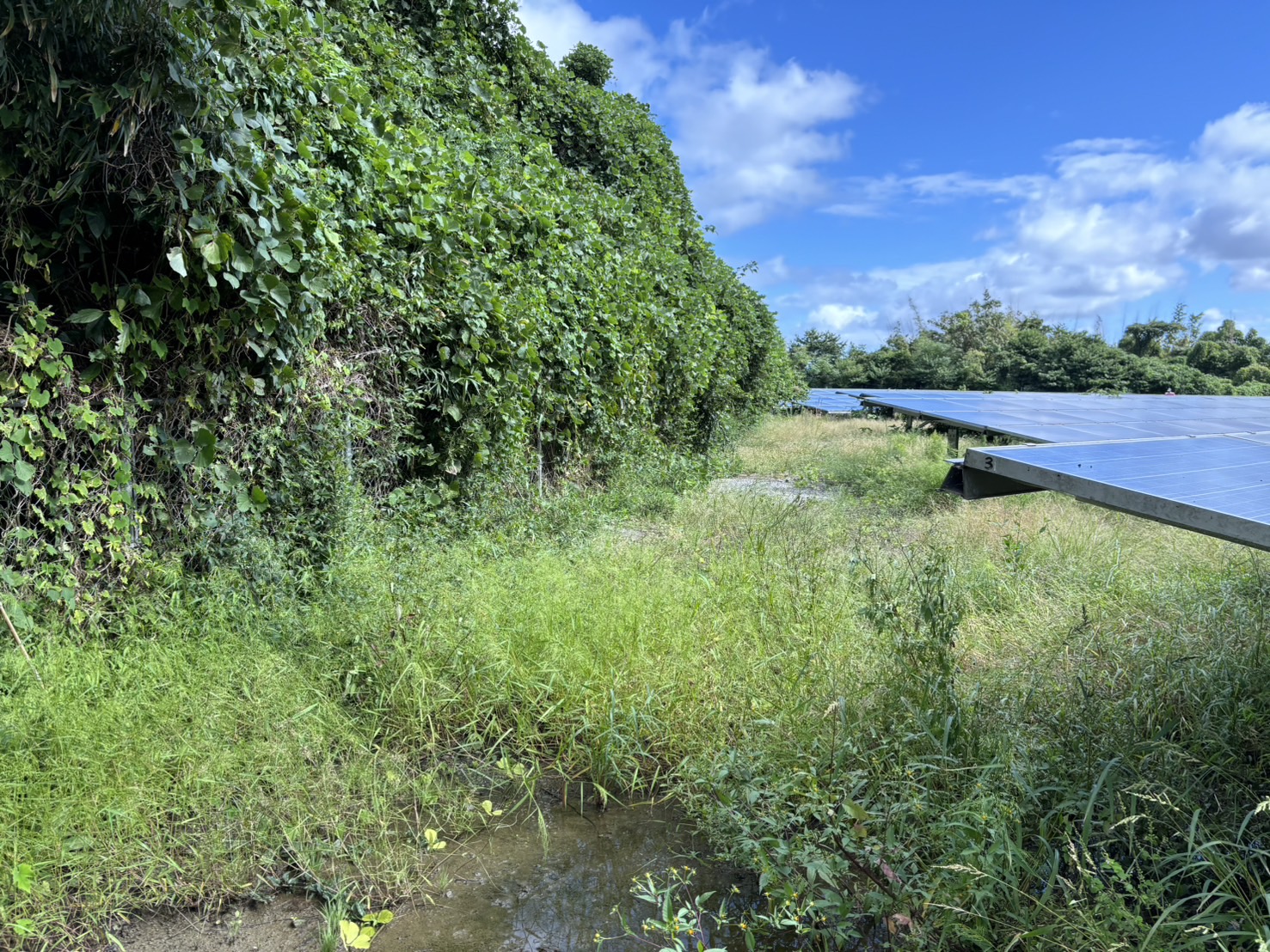 敷地内整備・除草前3