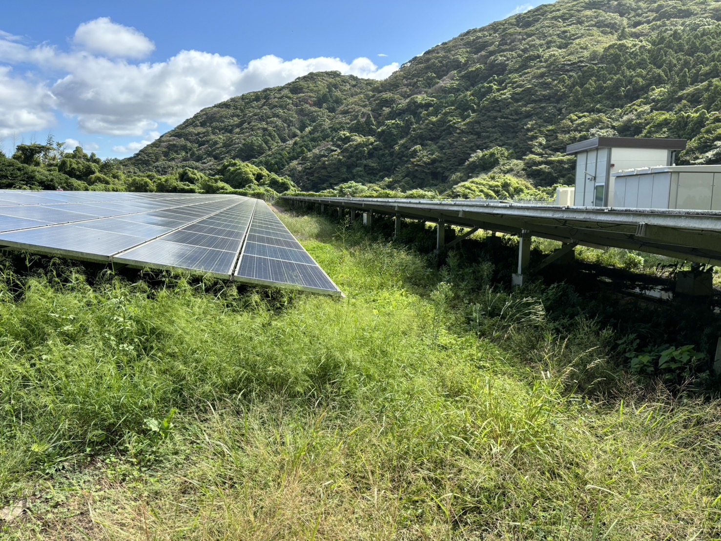 敷地内整備・除草前4